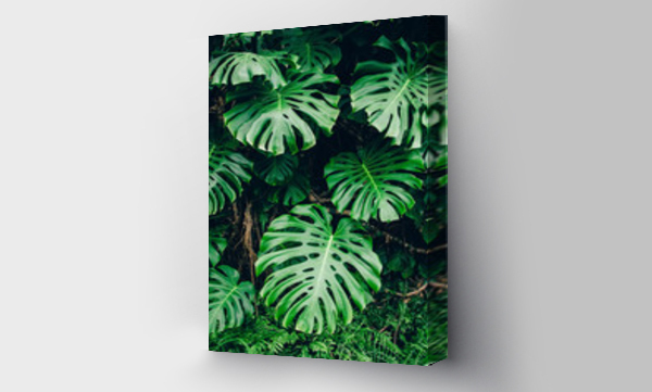 Zielone liście Monstera philodendron rośliny rosnące w szklarni, tropikalnych roślin leśnych, wiecznie zielone winorośli abstrakcyjne tło.