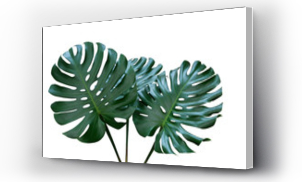Wizualizacja Obrazu : #205763678 Dark green leaves of monstera or split-leaf philodendron (Monstera deliciosa) the tropical foliage houseplant isolated on white background, clipping path included.