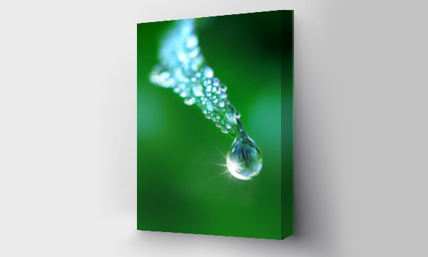 Wizualizacja Obrazu : #206315490 Beautiful water drop on grass sparkles in the sunlight on nature close-up macro. Fresh juicy green grass in droplets of morning dew outdoors.