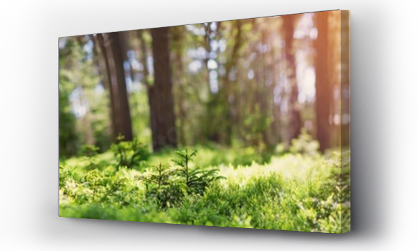 panorama lasu sosnowo-jodłowego na wiosnę. Ścieżka w parku