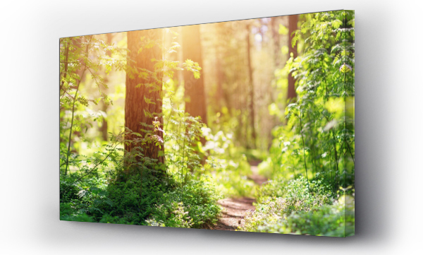 panorama lasu sosnowo-jodłowego na wiosnę. Ścieżka w parku