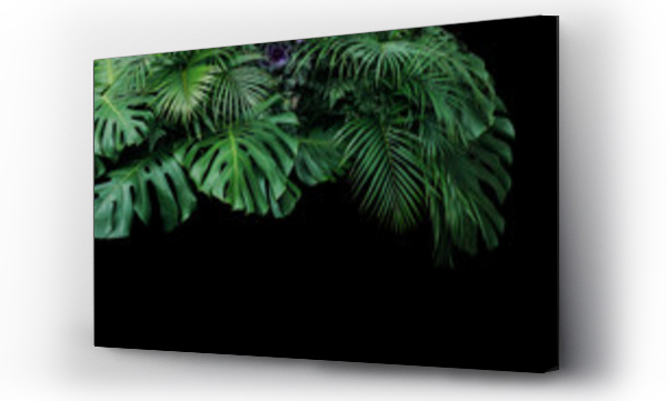 Wizualizacja Obrazu : #206616551 Monstera, paproć, i liści palmowych tropikalnych liści roślin bush natury tło na czarnym tle.