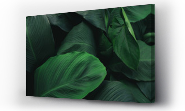 Wizualizacja Obrazu : #207581237 Large foliage of tropical leaf with dark green texture,  abstract nature background.