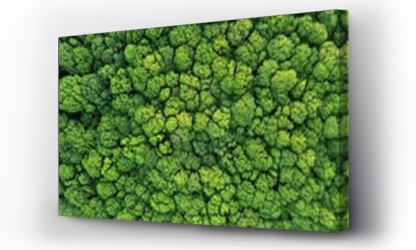 Wizualizacja Obrazu : #207714693 Top view of a young green forest in spring or summer