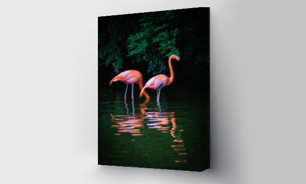 Wizualizacja Obrazu : #208522993 Two Caribbean Flamingos with reflection in the water