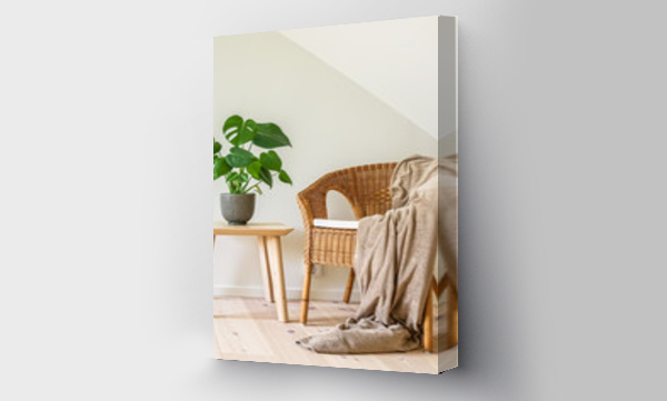 Wizualizacja Obrazu : #209673501 Rattan armchair with a blanket and a wooden table with a potted plant, fruit salad tree (Monstera deliciosa). Empty white wall in simple living room interior.
