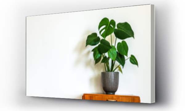 Wizualizacja Obrazu : #209680069 Modern retro interior. Vintage table with a potted plant, fruit salad tree (Monstera deliciosa). Empty white wall in background. Copy space for text.