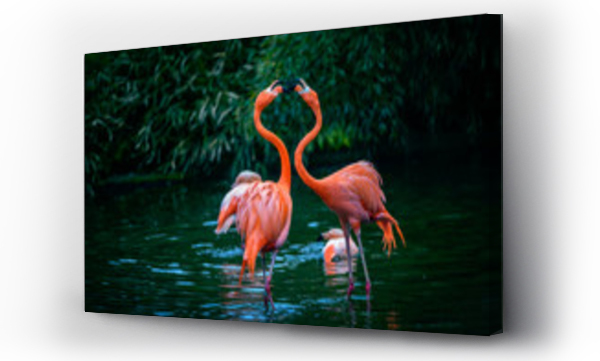 Dwa karaibskie flamingi w walce