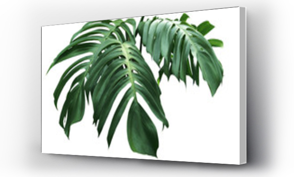 Wizualizacja Obrazu : #211251773 green leaves of monstera isolate on white background