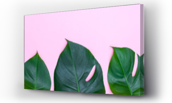 Wizualizacja Obrazu : #211484390 Tropical leaves - monstera on pink background. Copyspace
