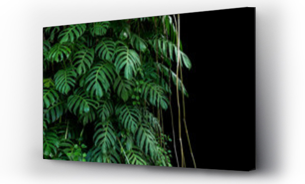Zielone liście rodzimych Monstera (Epipremnum pinnatum) liana roślina rośnie w dzikich wspinaczki na pniu drzewa dżungli, tropikalnych roślin leśnych wiecznie zielone winorośli bush na czarnym tle z wycinania ścieżki.