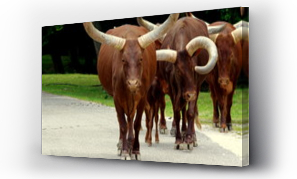Dzikie bycze krowy na drodze