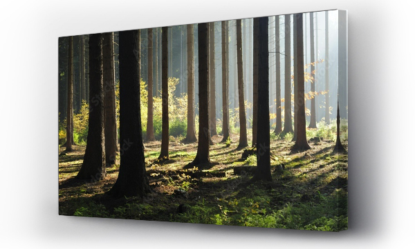 Wizualizacja Obrazu : #212043352 Spruce forest in autumn, backlight, rays of sunshine, fog, Mansfeld-Sudharz, Saxony-Anhalt, Germany, Europe