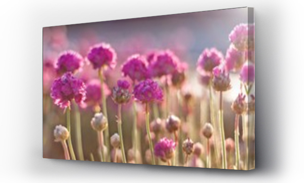 rowe kwiaty w wietle delikatnych promieni sonecznych