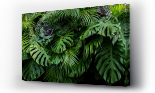 Zielone tropikalne liście Monstera, paproć, i palmowe fronty lasu deszczowego liści roślin bush kwiatowy układ na ciemnym tle, naturalny liść tekstury natury tło.