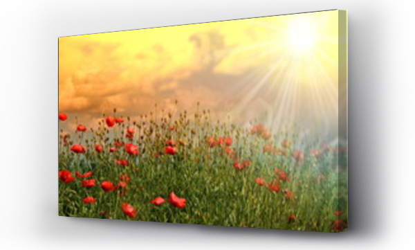 Kwiaty, Pole Maków, wiosna, łąka, Łąka kwiaty