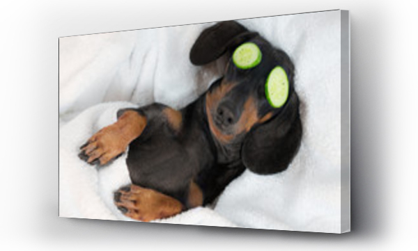 Wizualizacja Obrazu : #212358257 pies jamnik, czarno-rudy, zrelaksowany po zabiegach SPA, na twarzy z ogórkiem, przykryty ręcznikiem
