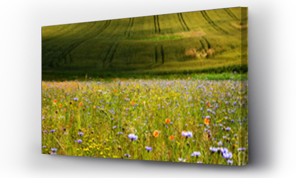 pejzaż, Pole kwiatów