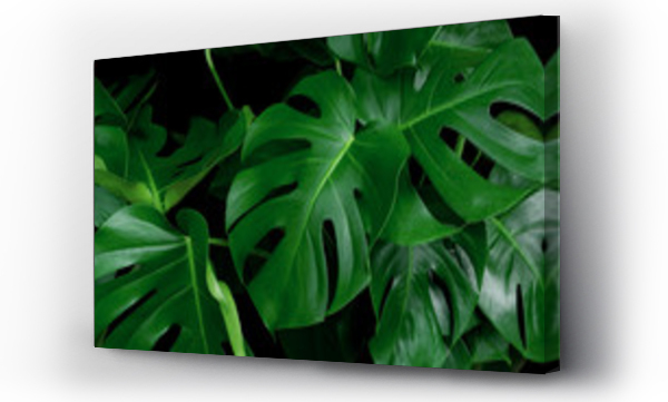 Wizualizacja Obrazu : #213394978 Green tropical leaves Monstera ornamental plant jungle evergreen vine on black background