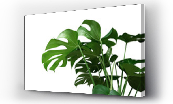 Wizualizacja Obrazu : #213510520 Green tropical leaves Monstera ornamental plant jungle evergreen vine isolated on white background, clipping path