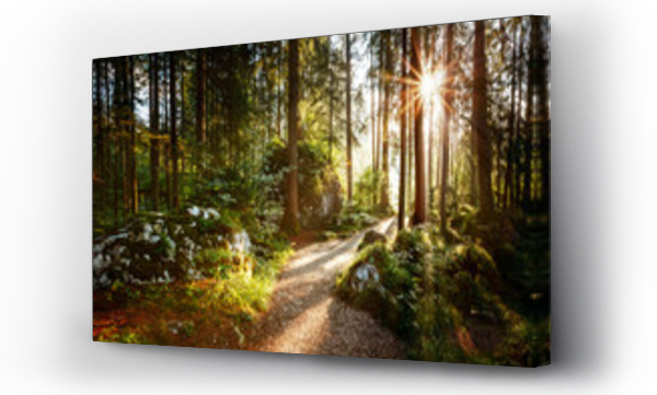 Wizualizacja Obrazu : #213951490 Magical scenic and pathway through woods in the morning sun.