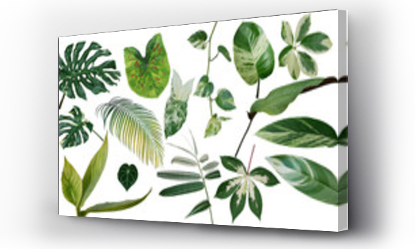Wizualizacja Obrazu : #213960971 Tropical leaves variegated foliage exotic nature plants set isolated on white background, clipping path with plant common name included (Monstera, palm leaf, Devils ivy, ginger, bamboo, etc.).