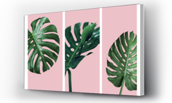 Monstera deliciosa lub szwajcarski ser roślin tropikalnych liści i kropli wody odizolowane na różowym tle