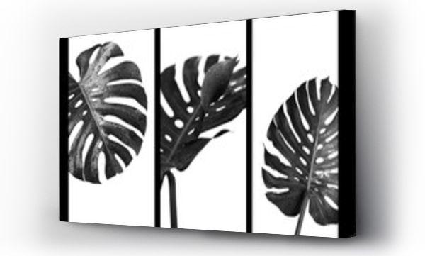 Wizualizacja Obrazu : #213974111 Monstera deliciosa or swiss cheese plant tropical leaves and water drop black and white style