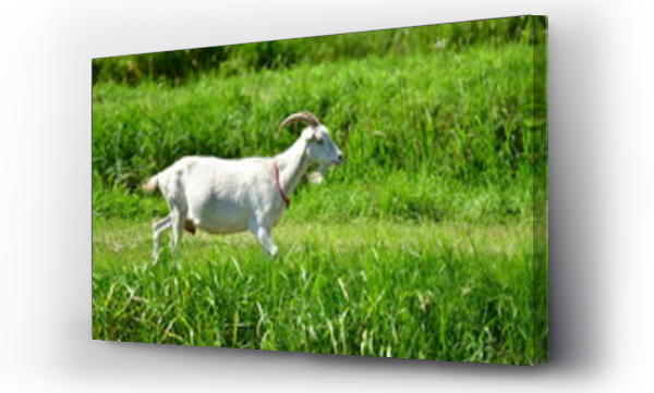 Wizualizacja Obrazu : #214221192 Koza (Koza)