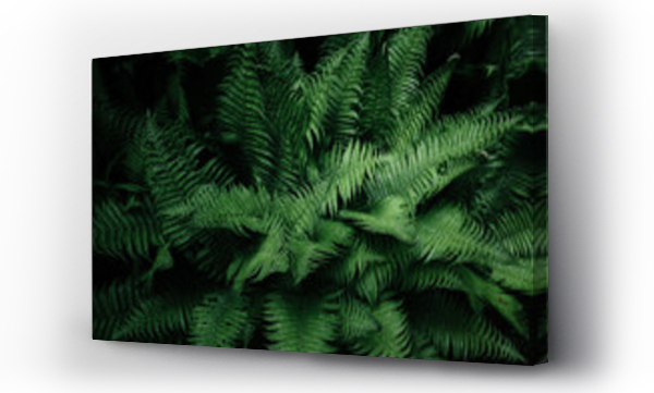 Wizualizacja Obrazu : #214226803 Tropical leaves. Floral design background.