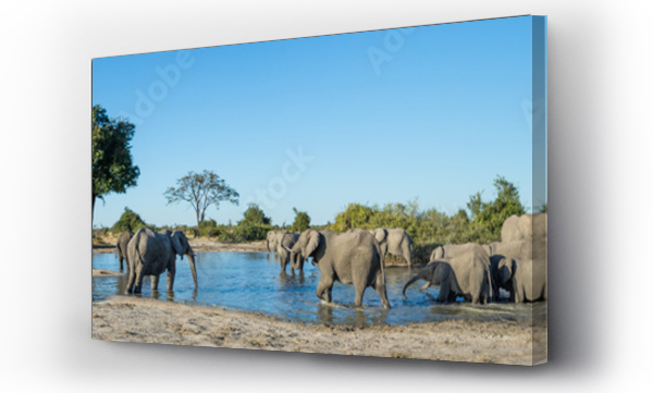 Kolorowy, panoramiczny obraz stada słoni, Loxodonta africana, kąpiących się i pijących przy kurczącym się wodopoju w Savute, Botswana.