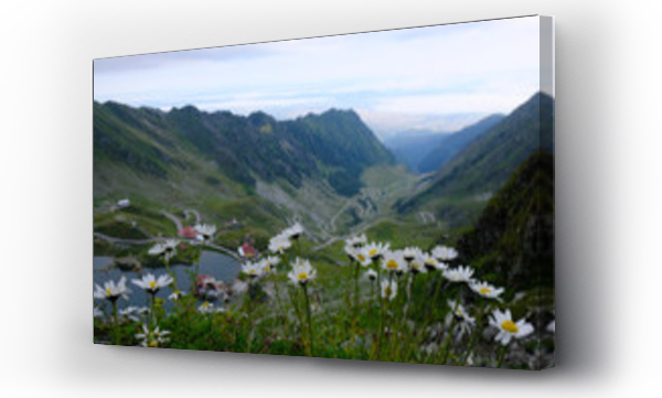 białe kwiaty, Kwiaty, Kwiaty białe