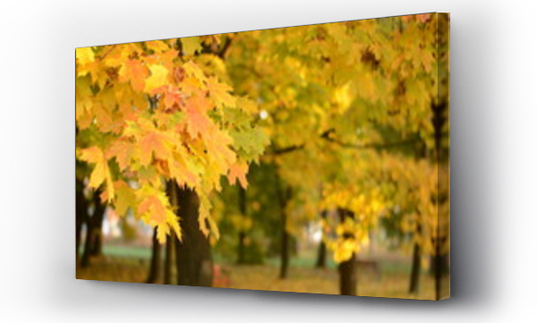 jesienne, jesienne liście, Liście