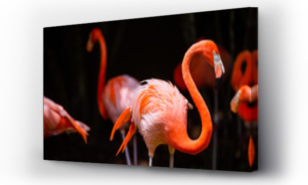 Wizualizacja Obrazu : #215573993 Flamingo