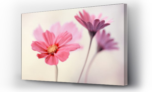 Rowe pastelowe kwiaty