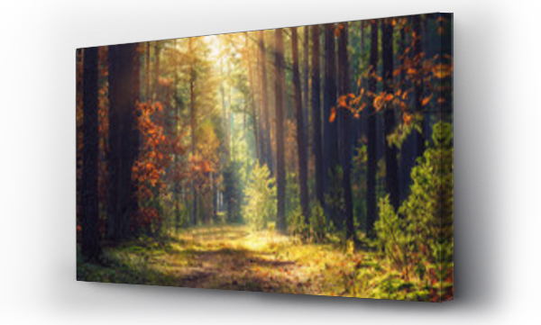 Wizualizacja Obrazu : #215869984 Jesienny krajobraz leśny. Kolorowe liście na drzewach i trawa świecące na promienie słońca. Niesamowite lasy. Sceneria jesień. Piękne promienie słońca w lesie rano