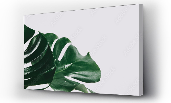 Wizualizacja Obrazu : #215953385 close-up shot of green monstera leaves isolated on white