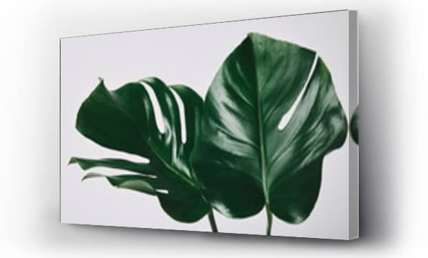 Wizualizacja Obrazu : #215953431 beautiful green monstera leaves isolated on white
