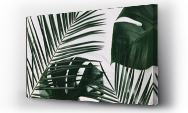 Wizualizacja Obrazu : #215954213 green palm and monstera leaves on white surface