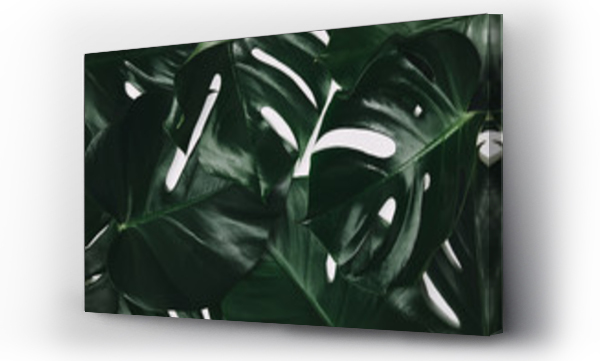 Wizualizacja Obrazu : #215954310 full frame shot of green monstera leaves isolated on white