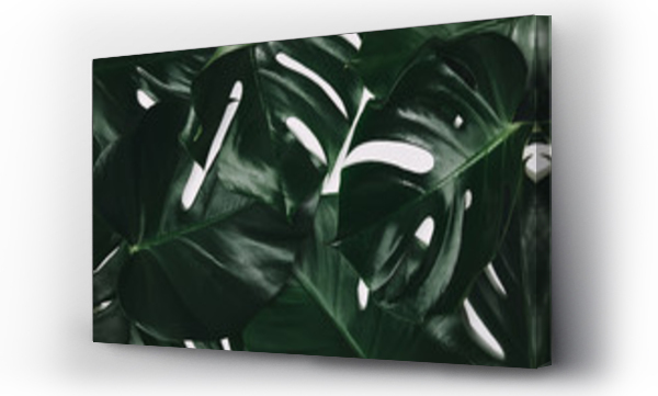 monstera