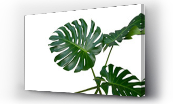 Wizualizacja Obrazu : #216309025 Monstera plant leaves, the tropical evergreen vine isolated on white background, clipping path included