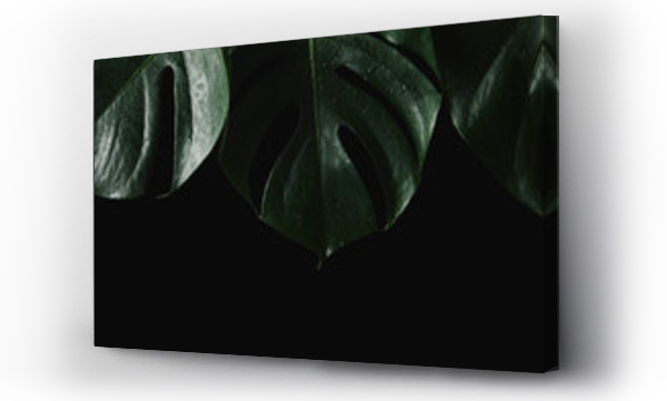 Wizualizacja Obrazu : #216835868 close-up view of beautiful green wet monstera leaves isolated on black