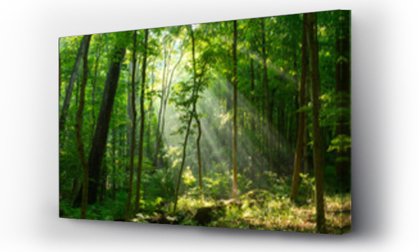 Wizualizacja Obrazu : #217625429 Poranne światło słoneczne przebijające się przez zamglony las