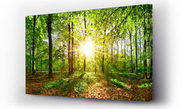 Wizualizacja Obrazu : #217793679 Piękny las na wiosnę z jasnym słońcem prześwitującym przez drzewa