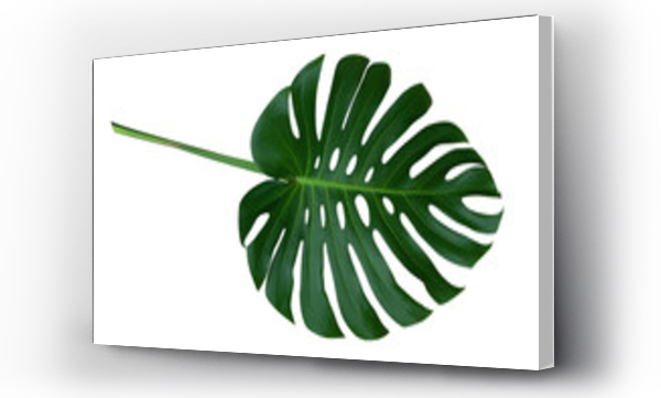 Wizualizacja Obrazu : #217903983 Green monstera plant leaf with stalk, the tropical evergreen vine isolated on white background, clipping path included