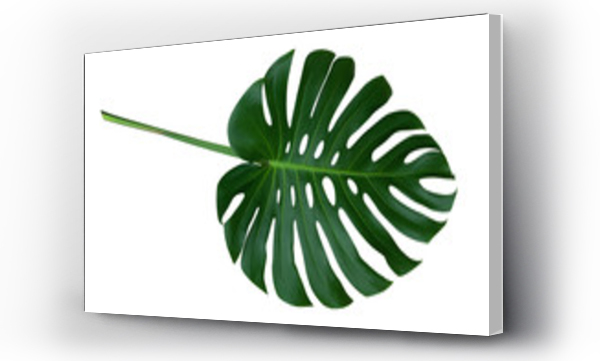 monstera