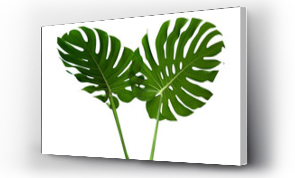 Wizualizacja Obrazu : #218392279 Dwa zielone liście monstera roślina z łodygi, tropikalne wiecznie zielone pnącze izolowane na białym tle, klipart ścieżki zawarte