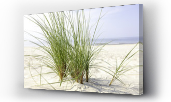 bałtyk plaża, morze, morze bałtyckie, plaża, trawa, trawa piasek