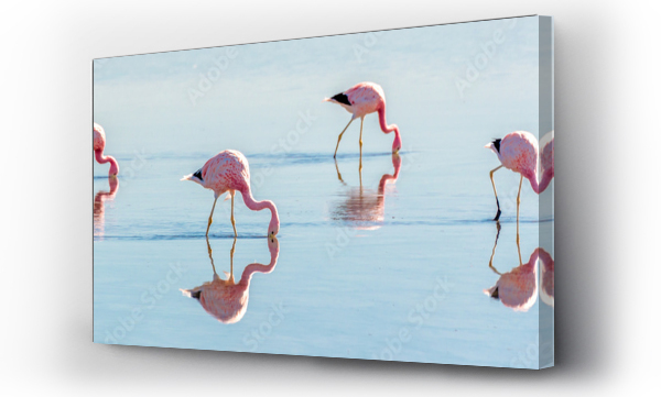 Flamingi andyjskie w Laguna Chaxa, Atacama salar, ChileFamingi andyjskie w Laguna Chaxa, Atacama salar, Chile